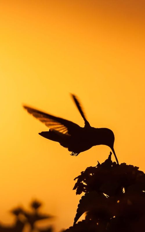 Blue Tailed Emerald hummingbird in the sunset Curacao caribbean