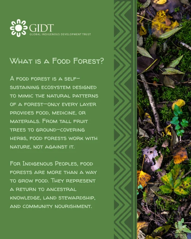 🌿 What is a Food Forest? 🌿A food forest is a self-sustaining ecosystem designed to mimic the natural patterns of a forest—only every layer provides food, medicine, or materials. From tall fruit trees to ground-covering herbs, food forests work with nature, not against it.For Indigenous Peoples, food forests are more than a way to grow food. They represent a return to ancestral knowledge, land stewardship, and community nourishment.🍓 Why it Matters:Revives traditional ways of living in relationship with the landStrengthens food sovereignty and reduces reliance on store-bought goodsPromotes biodiversity and environmental resilienceTeaches younger generations about sustainability, medicine, and cultural foodwaysSupports healing—spiritually, physically, and collectivelyFood forests aren't just gardens—they're living stories of resilience, reciprocity, and reconnection. 🌱#IndigenousFoodSovereignty #FoodForest #LandBack #TraditionalKnowledge #GrowingTogether